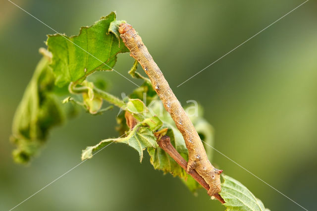 Gepluimde spanner (Colotois pennaria)