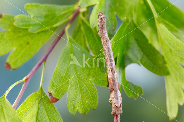Scalloped Oak (Crocallis elinguaria)