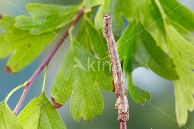 Kortzuiger (Crocallis elinguaria)