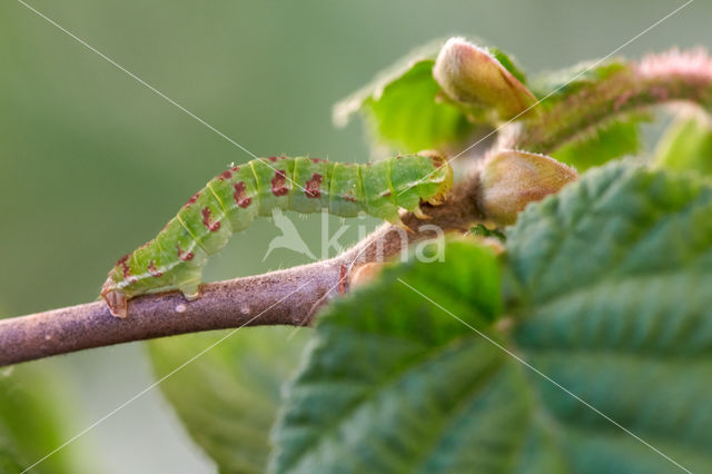 November Moth (Epirrita dilutata)