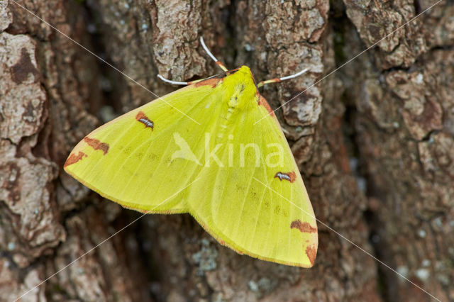 Hagedoornvlinder (Opisthograptis luteolata)