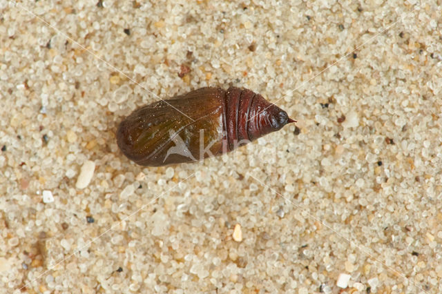 November Moth (Epirrita dilutata)