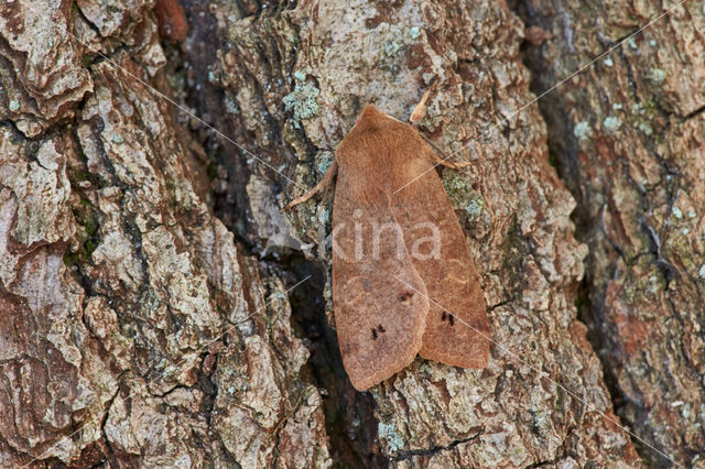 Dubbelstipvoorjaarsuil (Orthosia munda)