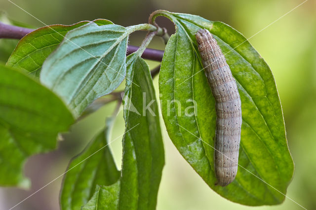 Kleine huismoeder (Noctua interjecta)