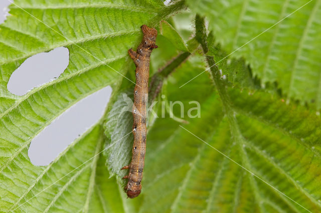 Gepluimde spanner (Colotois pennaria)