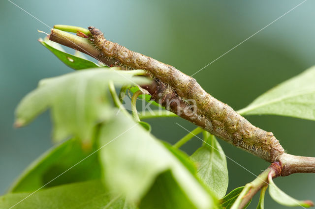 Appeltak (Campaea margaritata)