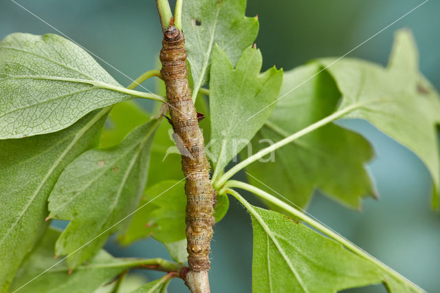 Light Emerald (Campaea margaritata)