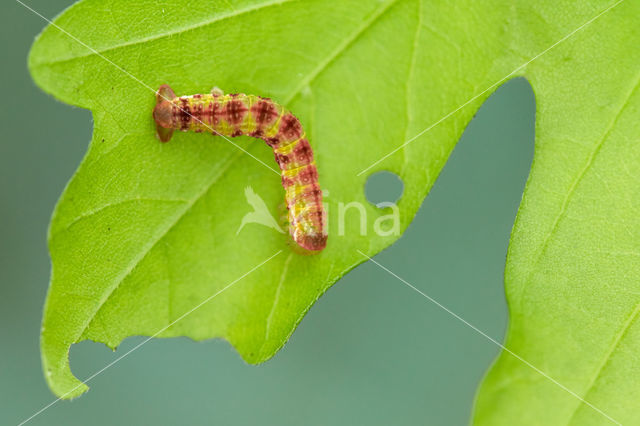 November Moth (Epirrita dilutata)