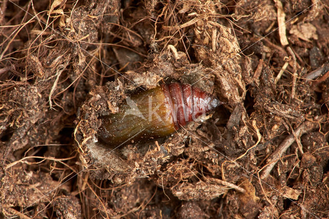 Herfstspanner (Epirrita dilutata)