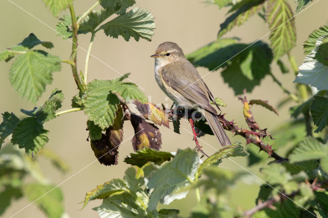 Braam (Rubus spec)