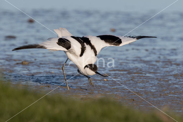 Pied Avocet (Recurvirostra avosetta)