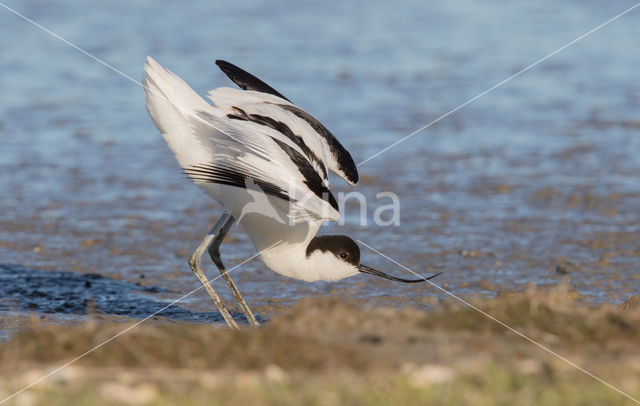 Pied Avocet (Recurvirostra avosetta)