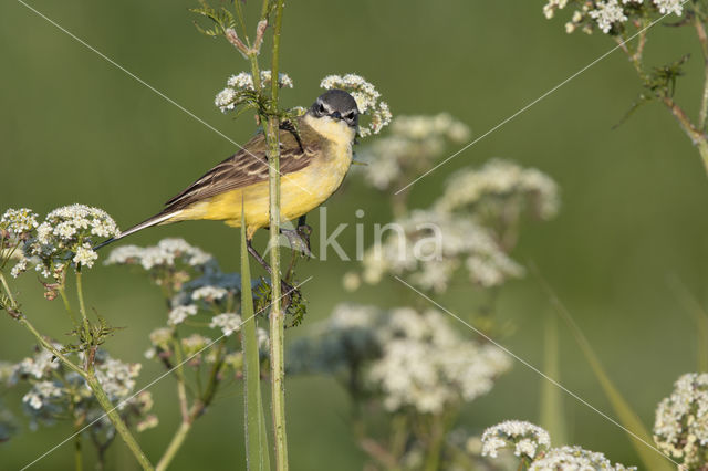 Gele Kwikstaart (Motacilla flava)