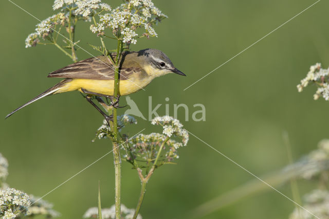 Gele Kwikstaart (Motacilla flava)