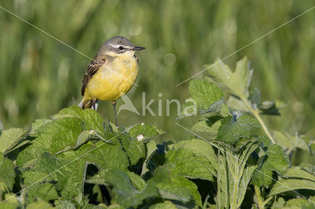 Gele Kwikstaart (Motacilla flava)