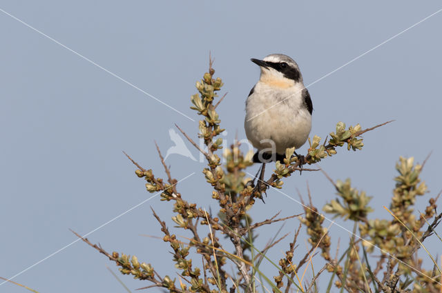 Northern Wheatear (Oenanthe oenanthe)