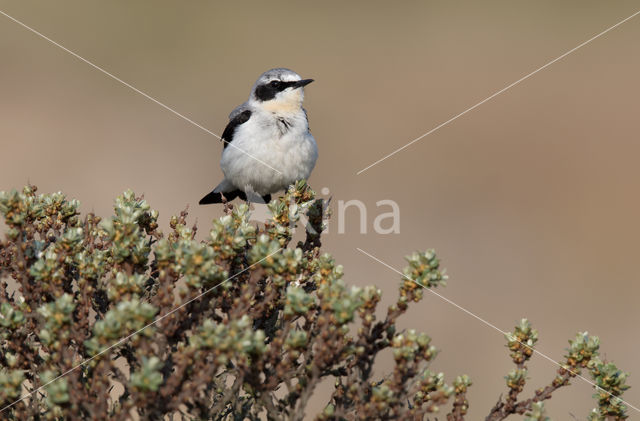 Northern Wheatear (Oenanthe oenanthe)