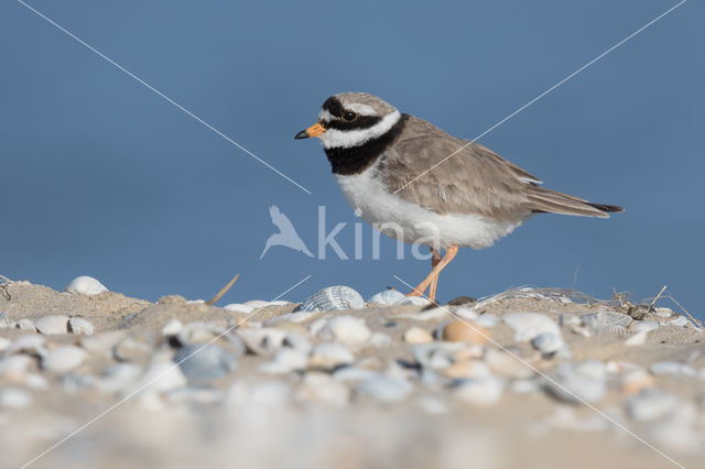 Bontbekplevier (Charadrius hiaticula)