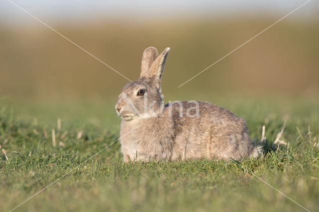 Konijn (Oryctolagus cuniculus)