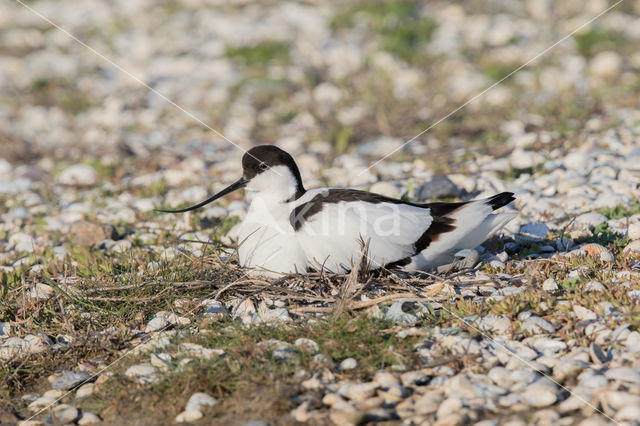 Pied Avocet (Recurvirostra avosetta)