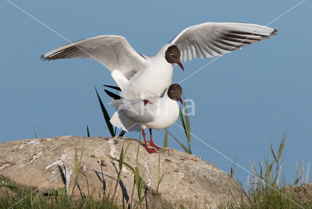 Black-headed Gull (Larus ridibundus)