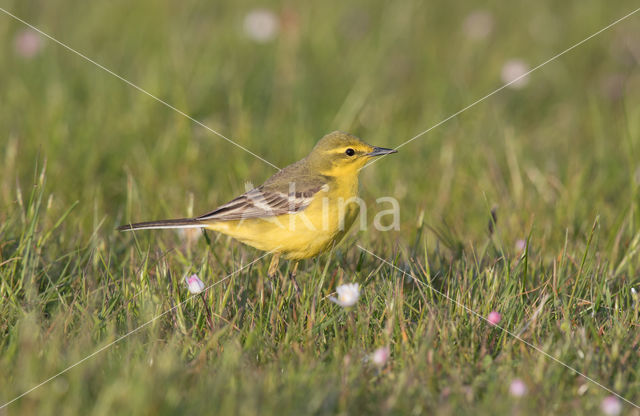 Engelse Kwikstaart (Motacilla flava flavissima)