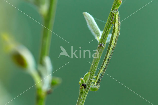 Herfstbremspanner (Chesias legatella)