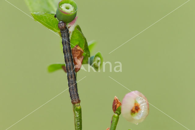 Bosbesbruintje (Macaria brunneata)