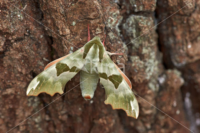 Lime Hawk-moth (Mimas tiliae)