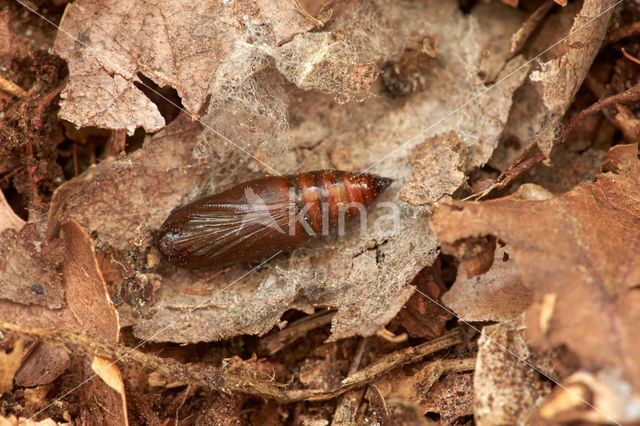 Appeltak (Campaea margaritata)