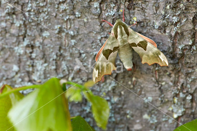 Lime Hawk-moth (Mimas tiliae)