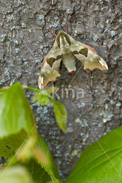 Lime Hawk-moth (Mimas tiliae)