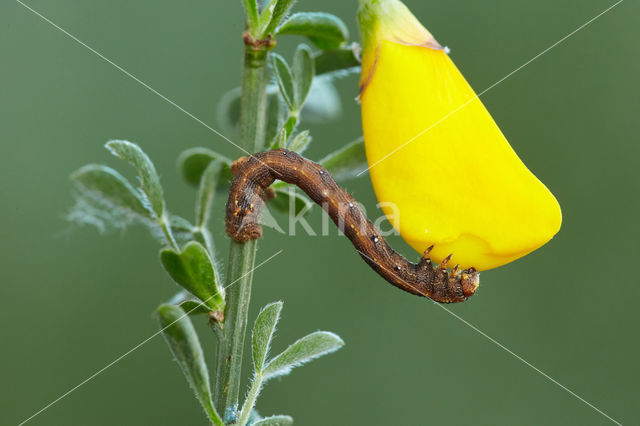 Gepluimde spanner (Colotois pennaria)