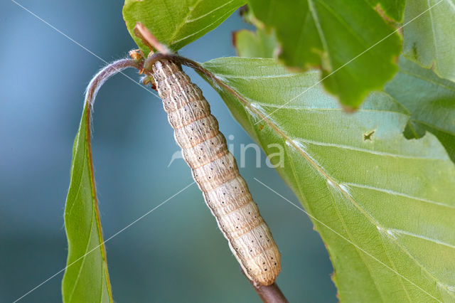 Kleine huismoeder (Noctua interjecta)