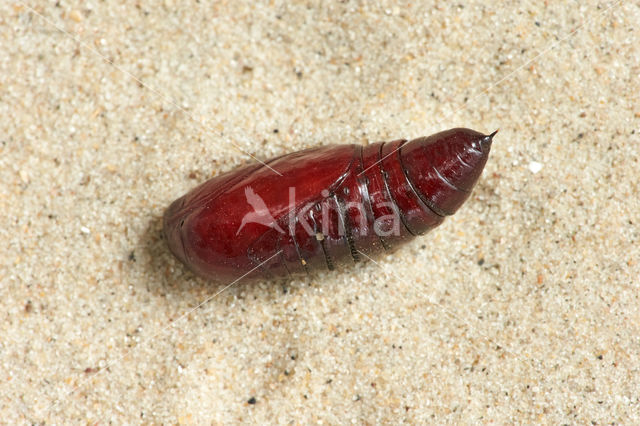 Broad-bordered Yellow Underwing (Noctua fimbriata)