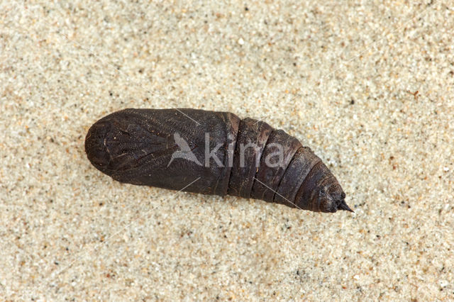 Poplar Hawk-moth (Laothoe populi)