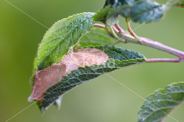 Hagedoornvlinder (Opisthograptis luteolata)