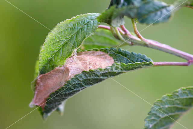 Brimstone Moth (Opisthograptis luteolata)