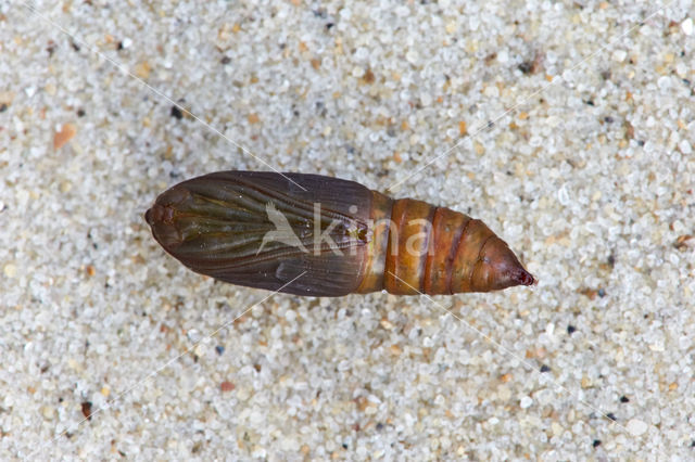 Hagedoornvlinder (Opisthograptis luteolata)