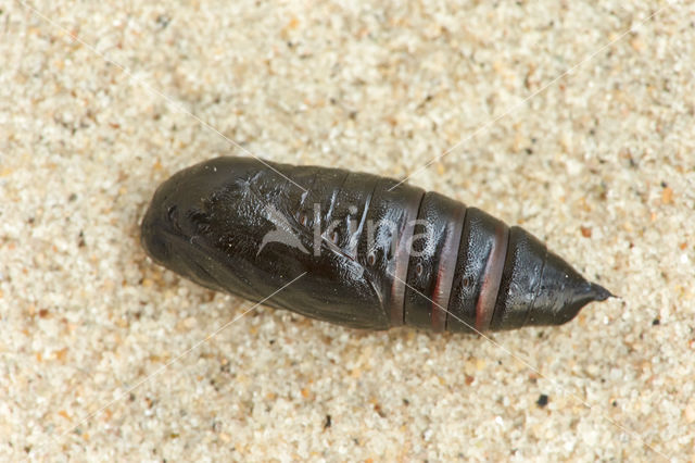 Groente-uil (Lacanobia oleracea)