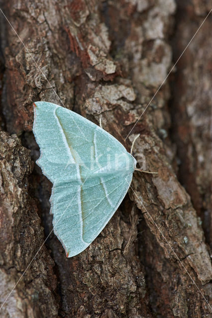 Light Emerald (Campaea margaritata)