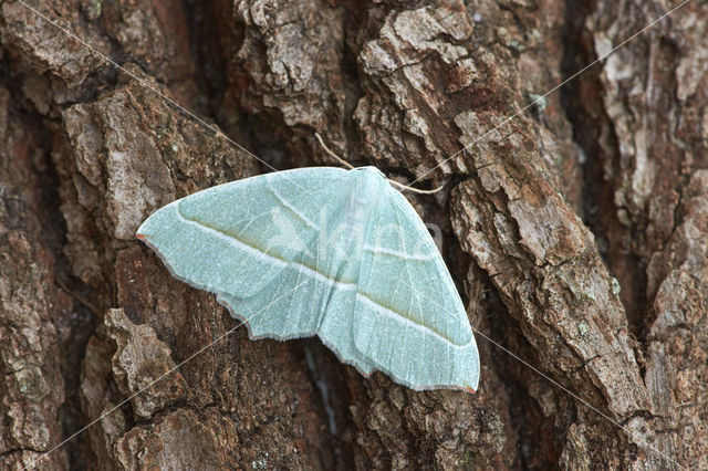 Light Emerald (Campaea margaritata)