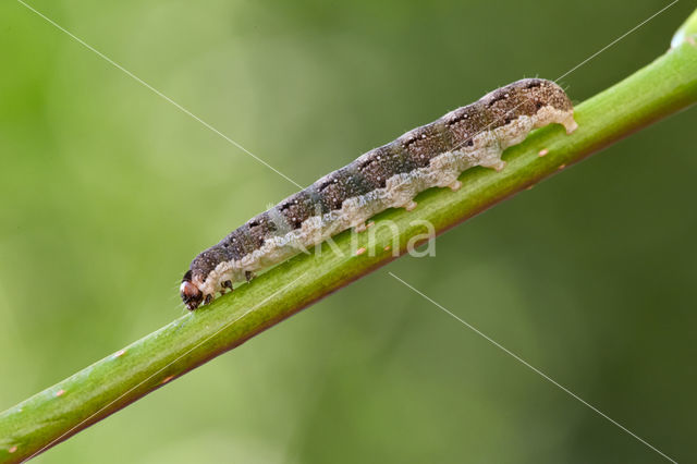 Lindegouduil (Xanthia citrago)