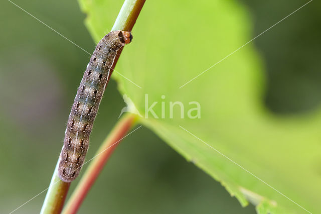 Lindegouduil (Xanthia citrago)