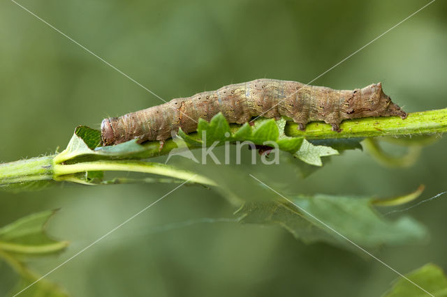 Green-brindled Crescent (Allophyes oxyacanthae)