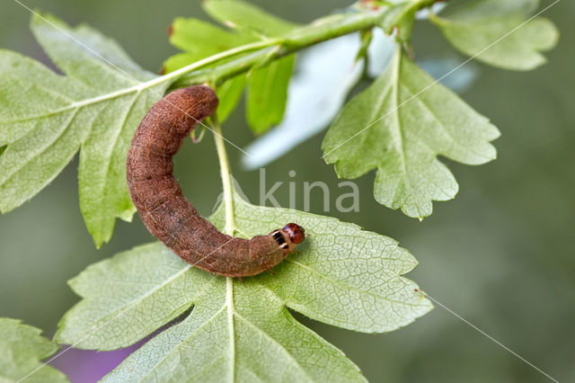 Zwartvlekwinteruil (Conistra rubiginosa)