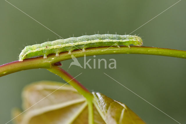 The Dun-bar (Cosmia trapezina)