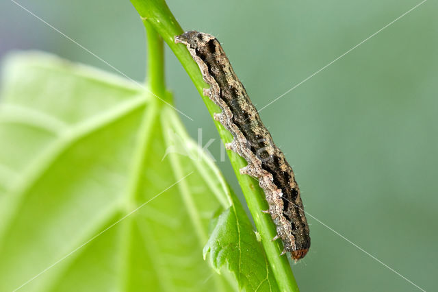 Twin-spotted Quaker (Orthosia munda)