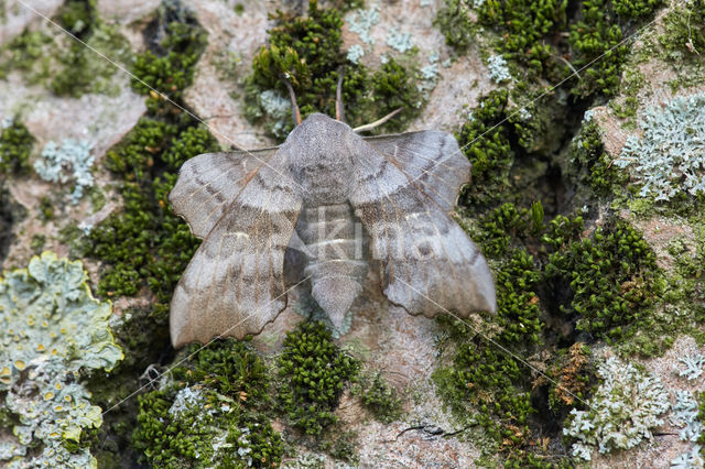 Poplar Hawk-moth (Laothoe populi)