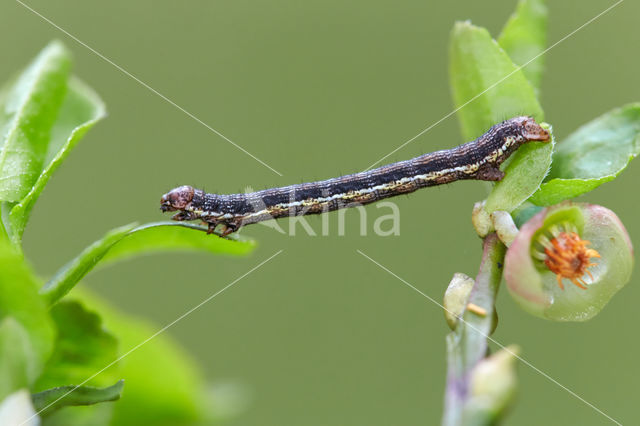 Bosbesbruintje (Macaria brunneata)